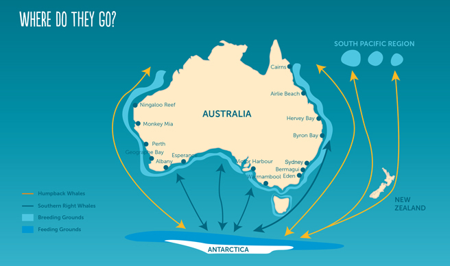 NSW whale migration