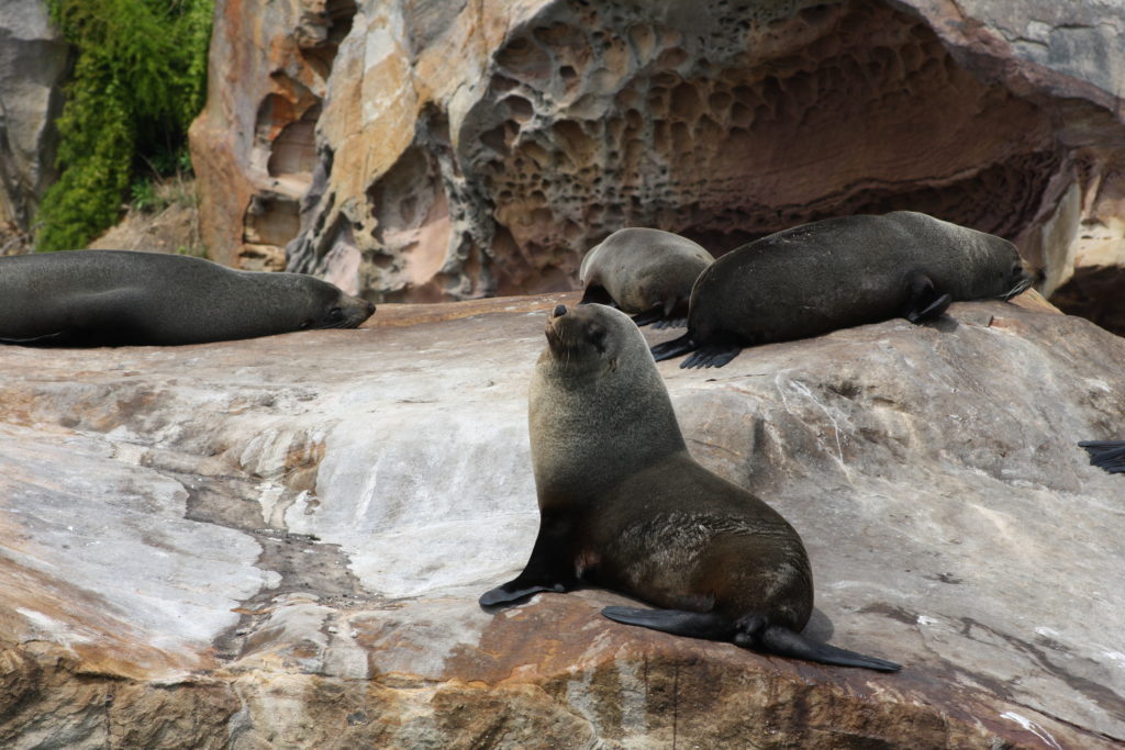 Fur Seals Broken Bay