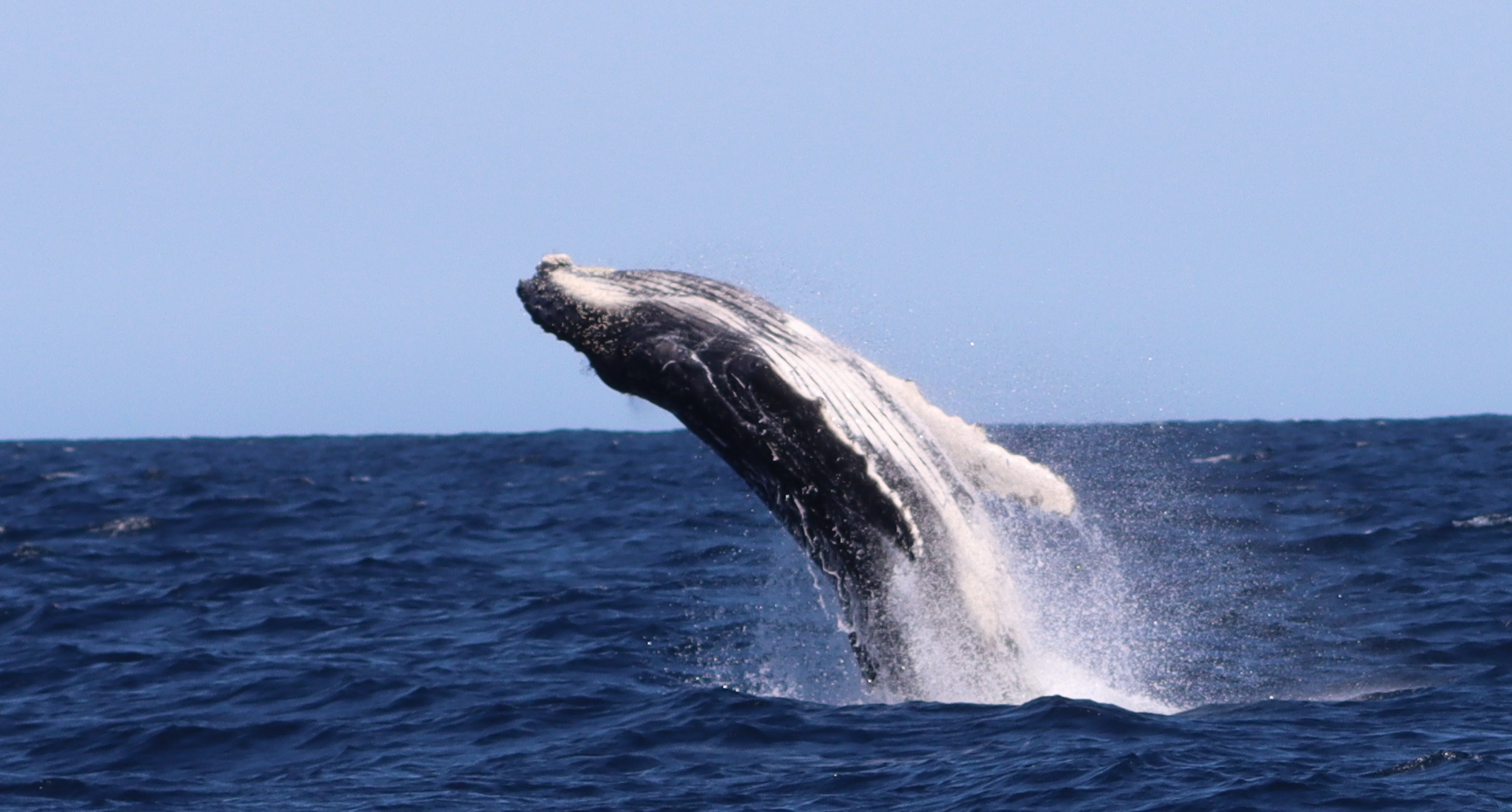 Breaching humpback calf