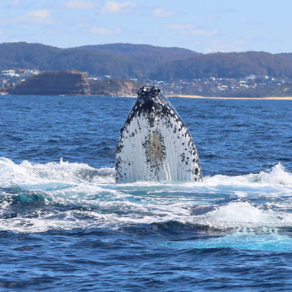 Whale watching near Sydney