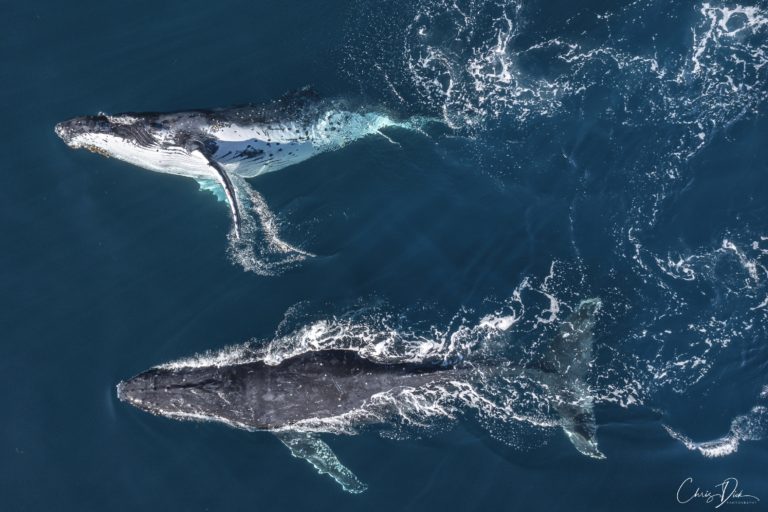 Humpback Whales Central Coast