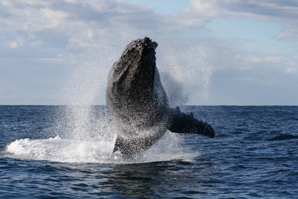 Humpback Whale Terrigal