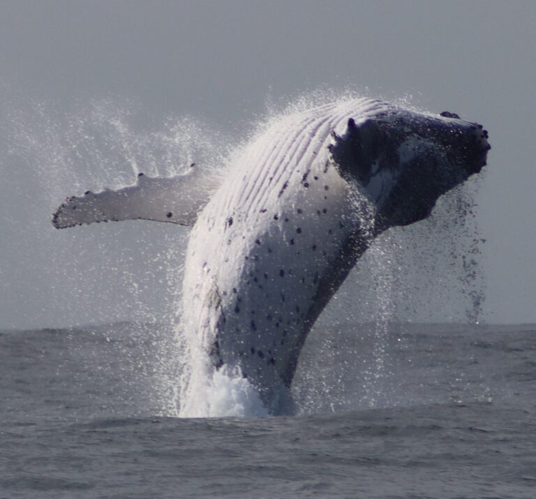 Whale watching Terrigal