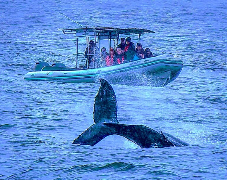 Whale watching Terrigal