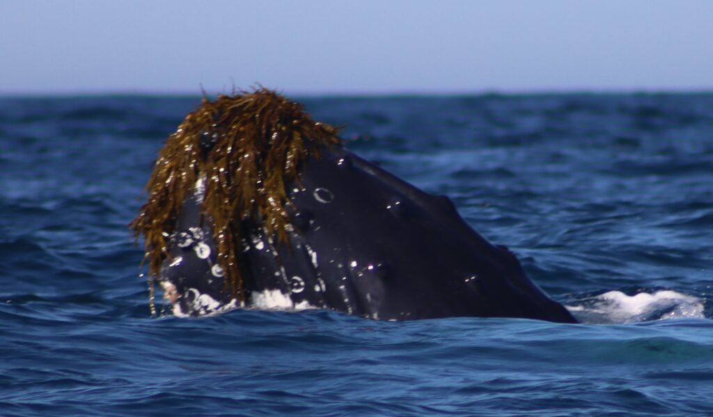 Humpback Whale playing with seaweed