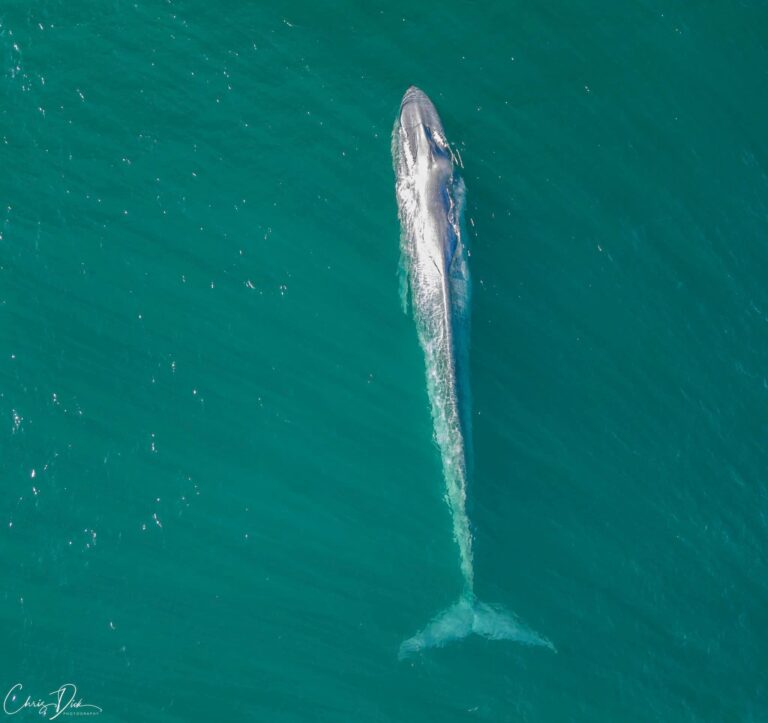 Blue Whale NSW