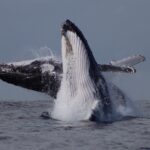 Breaching Humpback Whales