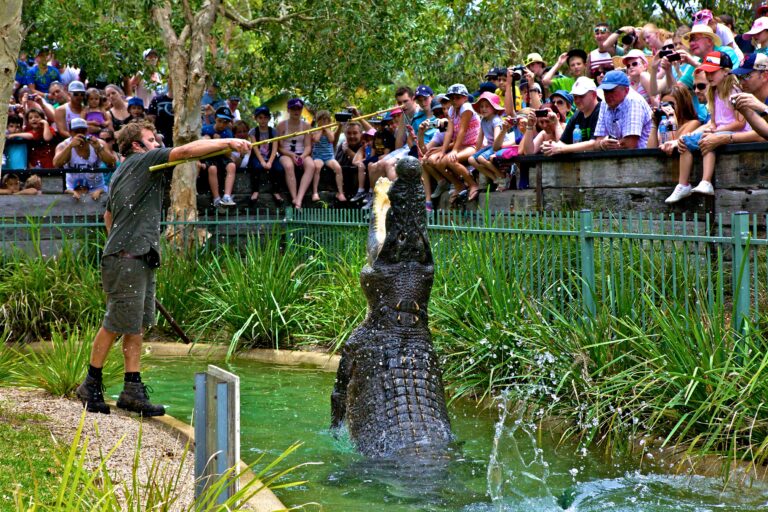 Crocodile feeding