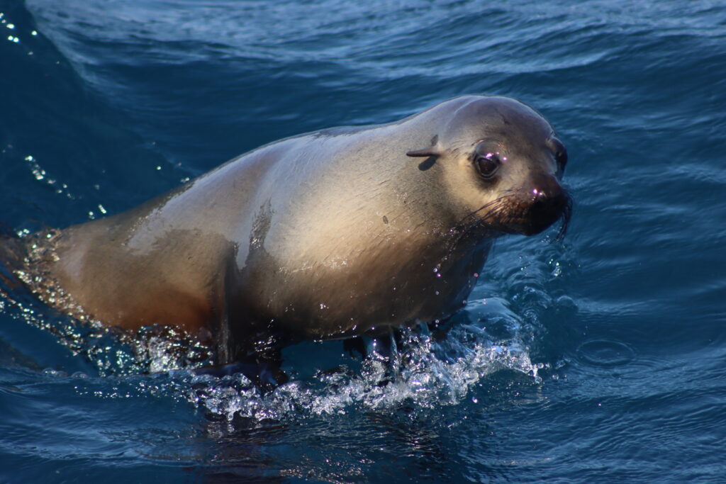 Seal Tours