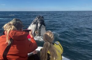 Whale watching near Sydney