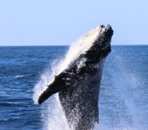 Humpback Whale Breaching at Terrigal