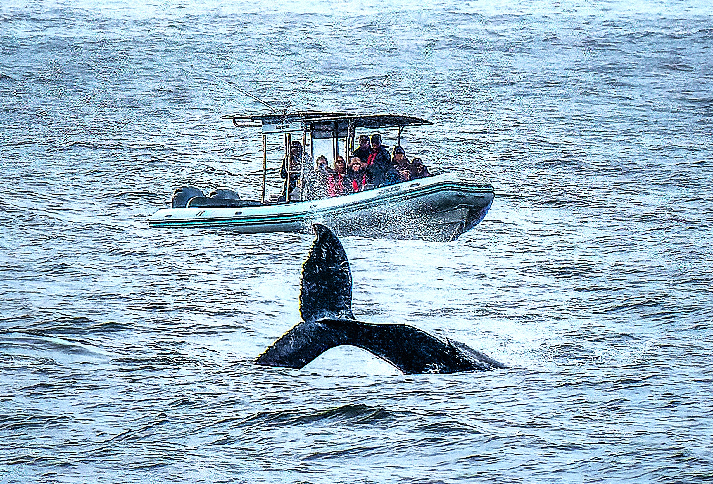 Whale Watching at Terrigal