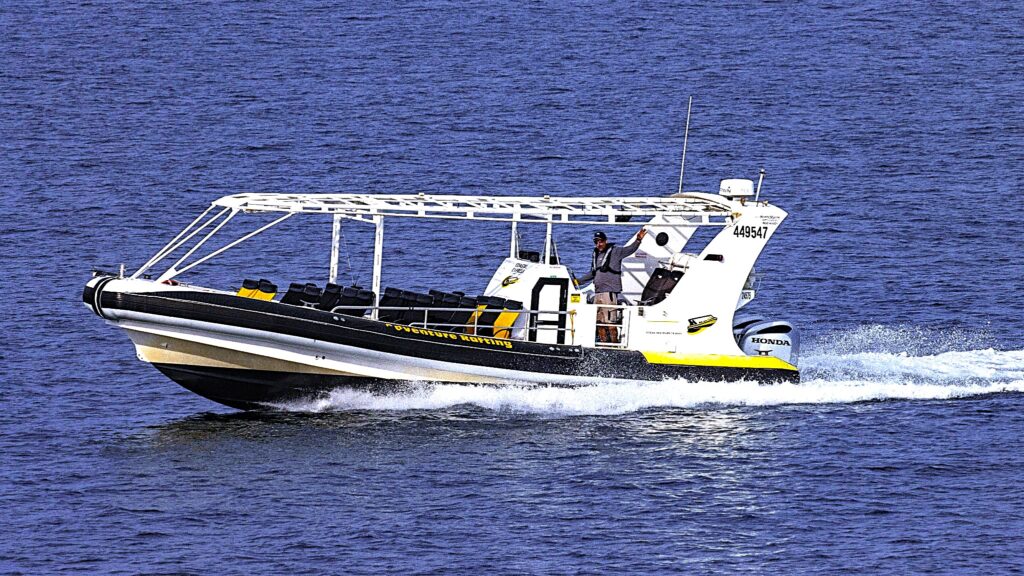 whale watching boat