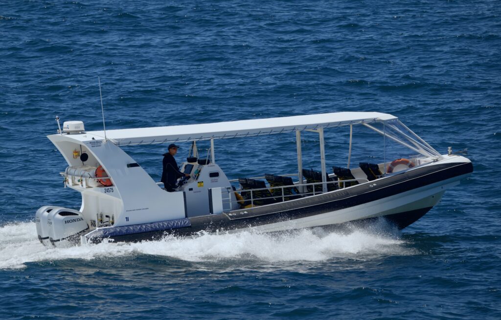 whale watching near Sydney