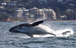 Whale Watching at Terrigal