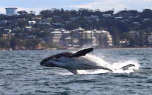Whale Breaching at Terrigal